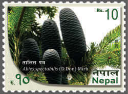 Abies Spectabillis