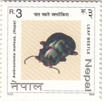 Insect