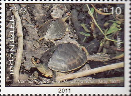 Common Roofed Turtle