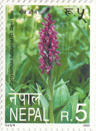 Dactylorhiza Hataglree(D. Don)
