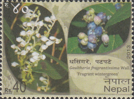 Dhasingre