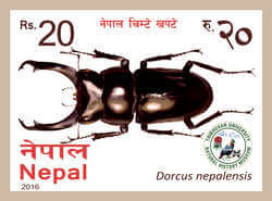 Dorcus Nepalensis