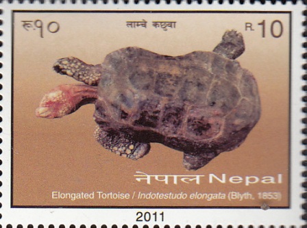 Elongated Tortoise