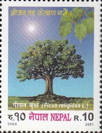 Ficus Religiosa L.