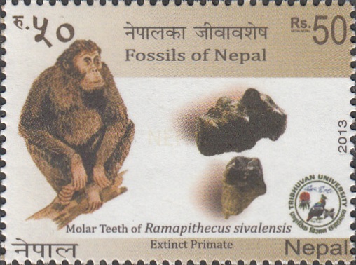Fossils of Nepal 1