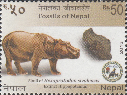 Fossils of Nepal 2