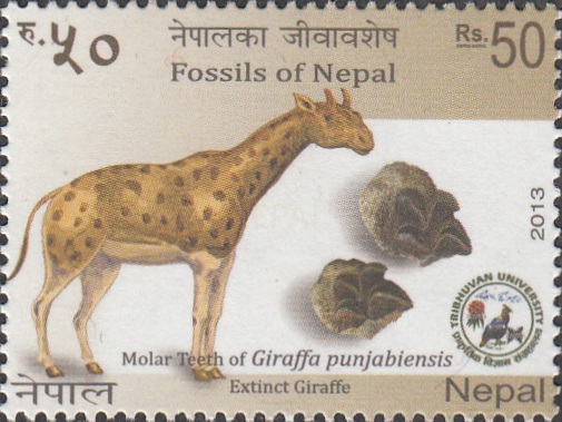 Fossils of Nepal 3