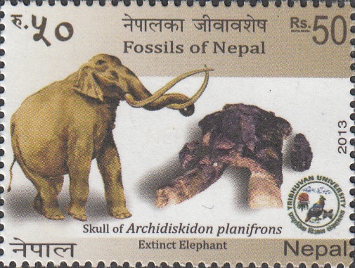 Fossils of Nepal 4
