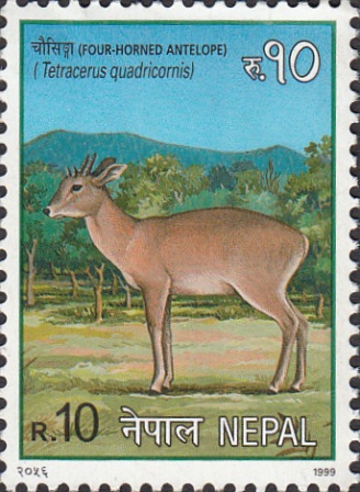 Four Horned Antelope (Tetracerus quadricornis)