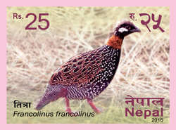 Francolinus Francolinus Titra
