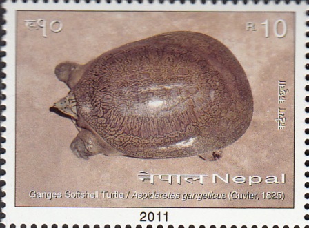 Ganges Softshell Turtle