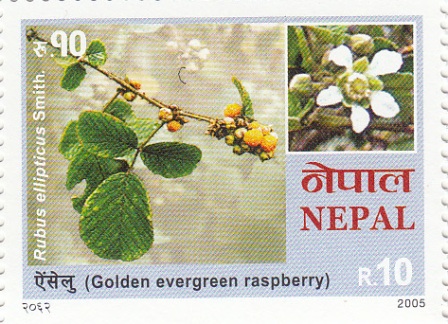 Golden Evergreen Rasberry