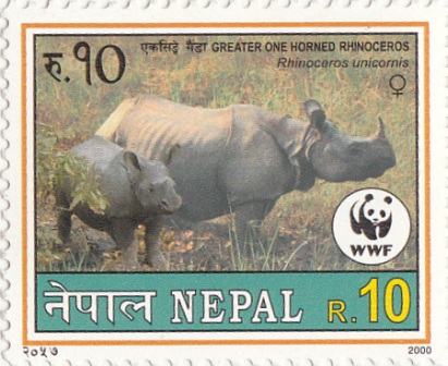 Greater One Horned Rhino (Female)