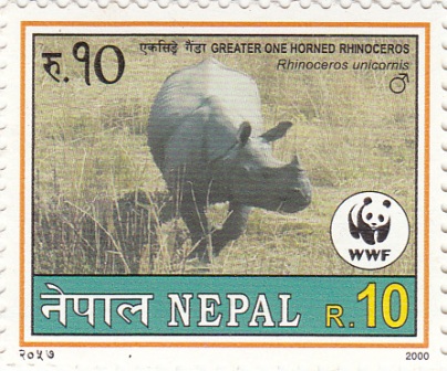 Greater One Horned Rhino (Male)
