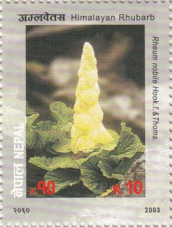 Himalayan Rhubarb