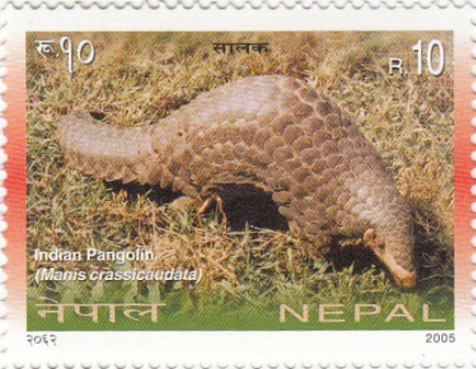 Indian Pangolin