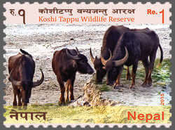 Koshi Tappu
