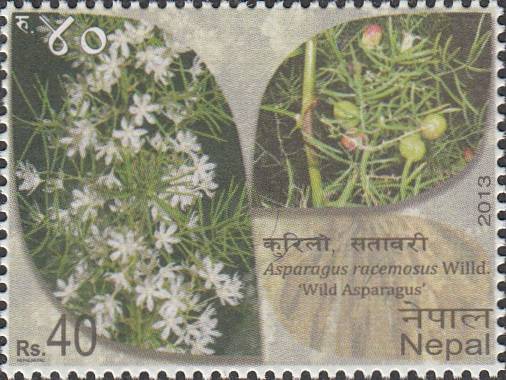 Kurilo