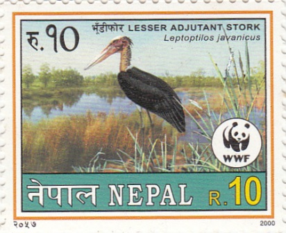 Lesser Adjutant Stork