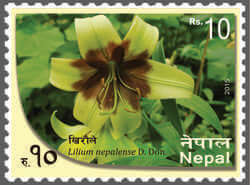 Lilium Nepalense D Don