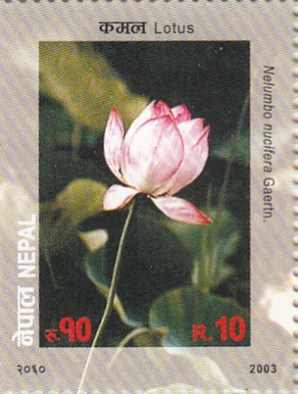 Lotus