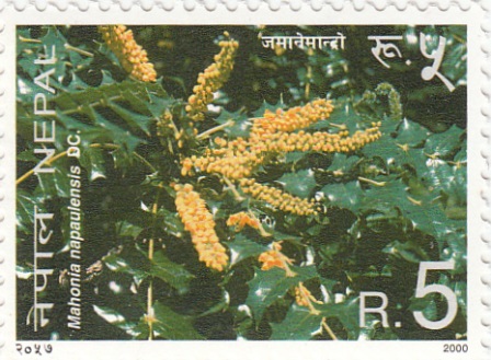 Mahonia Napaulensis DC.