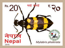Mylabris Phalerata