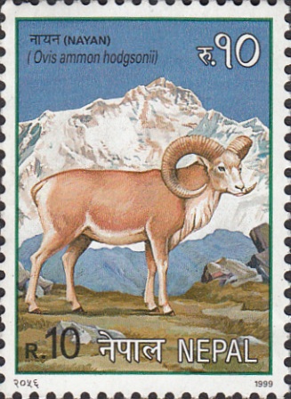 Nayan (Ovis Ammon hadgsoni)