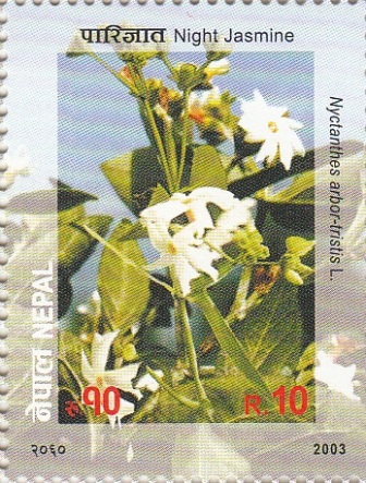 Night Jasmine