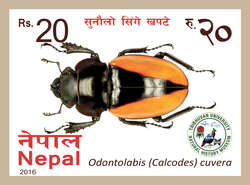 Odontolabis (Calcodes) Cuvera