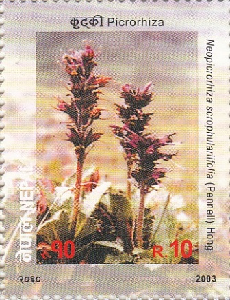 Picrorhiza