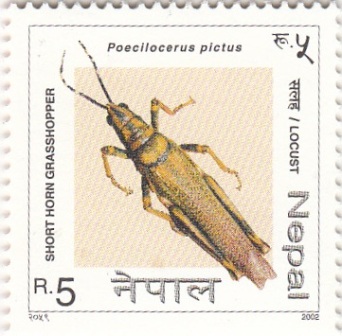 Poecilocerus Pictus