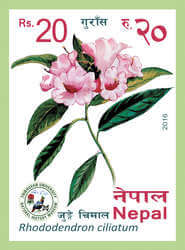 Rhododendron Ciliatum