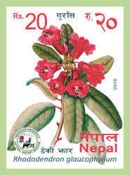 Rhododendron Glaucophyllum