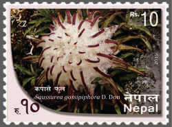 Saussurea Gossipphora