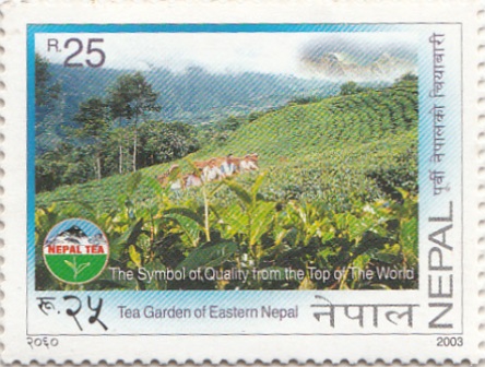 Tea Garden