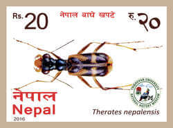 Therates Nepalensis