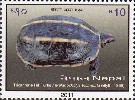 Tricarinate Hill Turtle