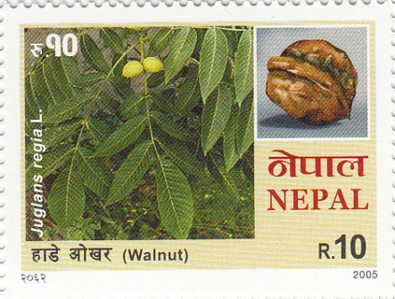 Walnut