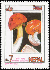 Amanita Caesarea (Salle Chyau)