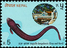 Anguilla bengalensis (Raj Bam)