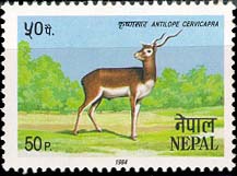 Antilope