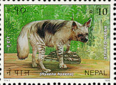 Assamense Macaque