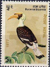 Buceros dicornis