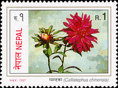 Callistephus chinensis