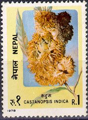 Castanopsis indica