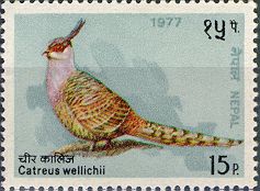 Catreus wellich