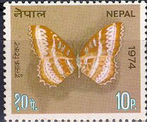 Cethosia biblis