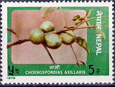 Choerospondias axillaris