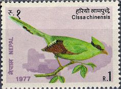 Cissa chinensis